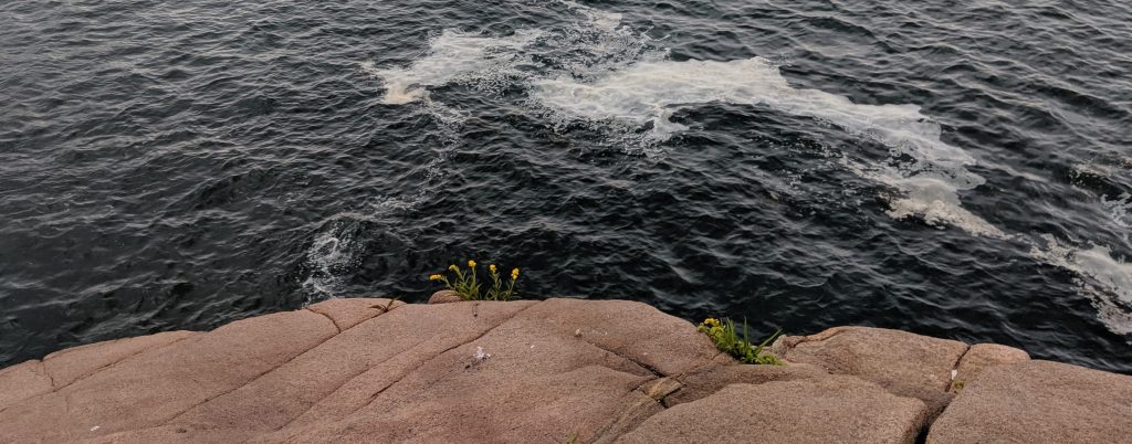 Yellow flowers grow out of a pink granite cliff over a dark churning sea in Acadia National Park.